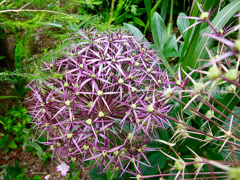 波斯之星特写(Allium Christophii)